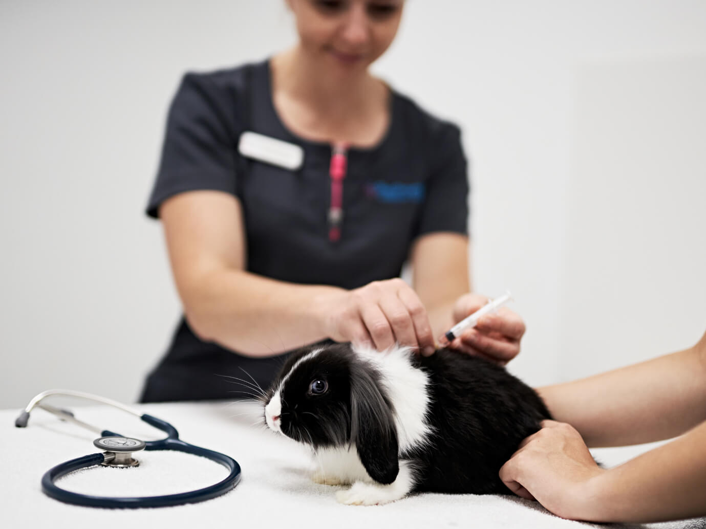 Pet Practice rabbit vaccination