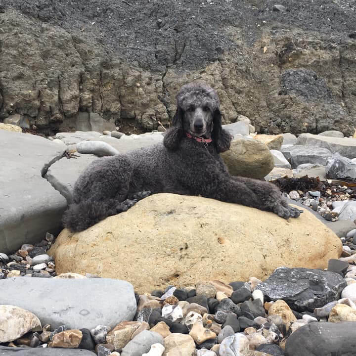 Cute floofy dog